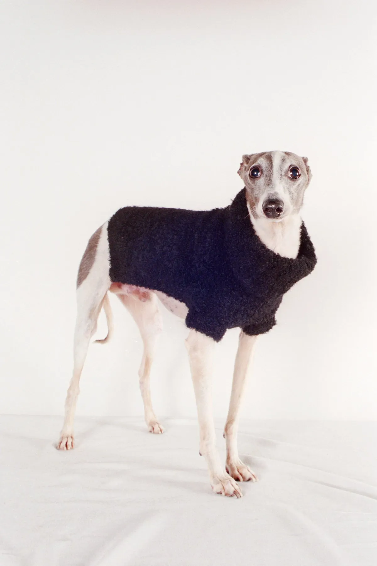 DOG SWEATER - noir