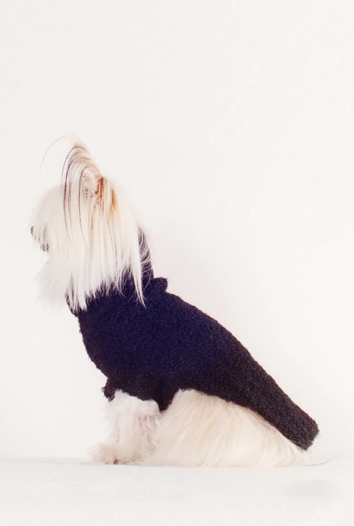 DOG SWEATER - noir