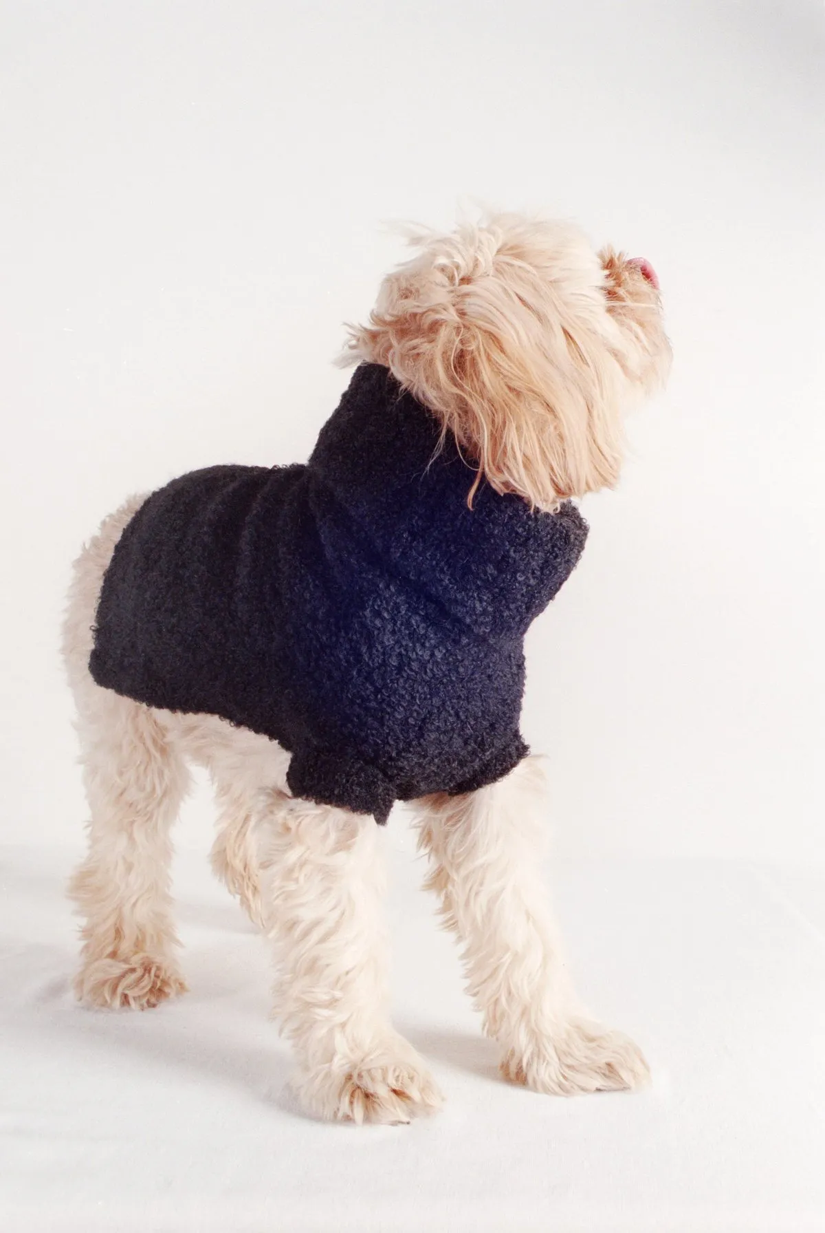 DOG SWEATER - noir