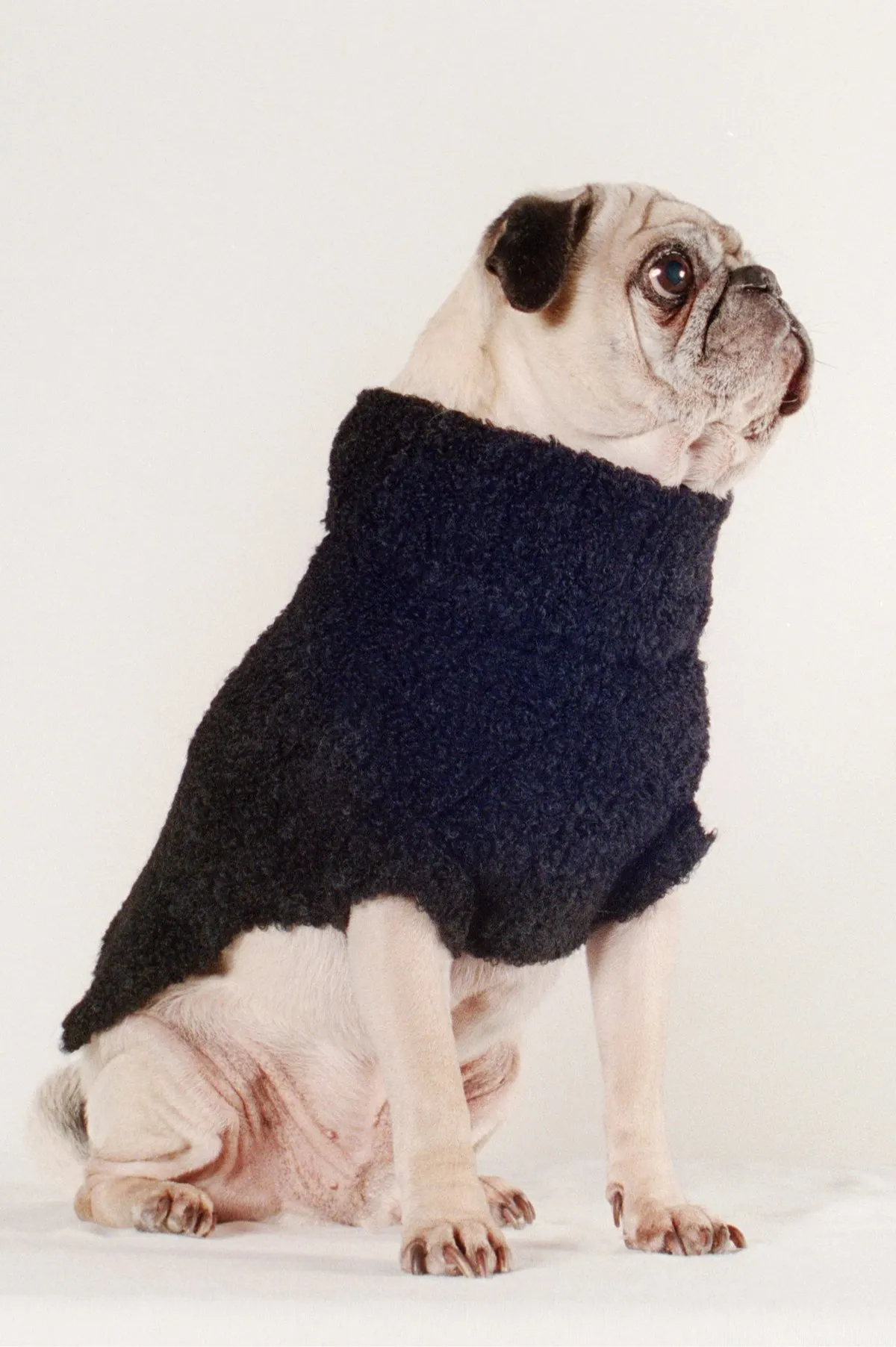 DOG SWEATER - noir