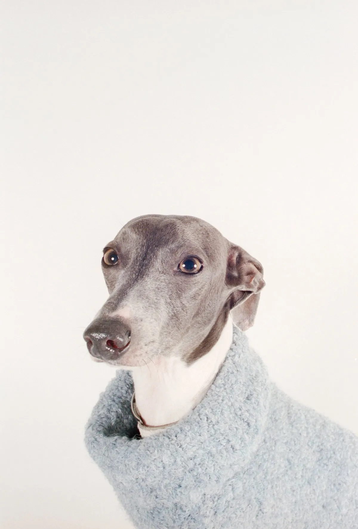 DOG SWEATER - noir